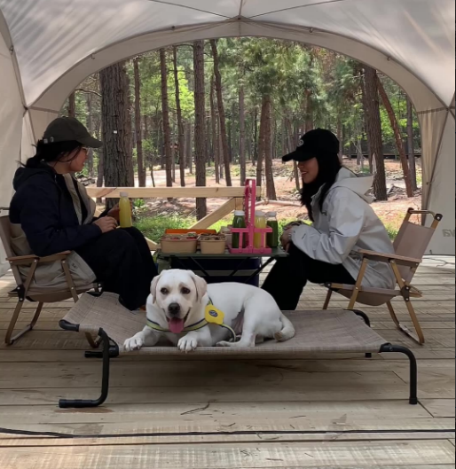 Outdoor & Indoor Elevated Dog Bed | Teslin Breathable Cooling Pet Cot for Medium & Large Dogs | Chew-Resistant, Heavy-Duty & Easy to Clean