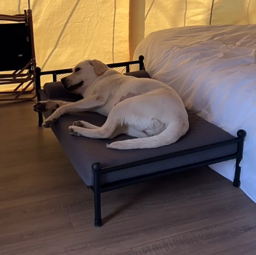 Winter Elevated Dog Bed with Cushion | Iron Frame Pet Cot | Durable, Breathable & Cozy Pet Furniture for Medium & Large Dogs