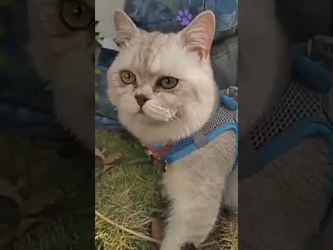 Adjustable Vest Dog Harness with Leash – Escape-Proof & Comfortable for Small Dogs & Cats