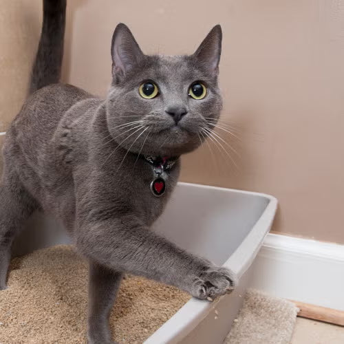 How to Litter Train Your Cat: The Ultimate Guide to Choosing the Right Litter Box and Solving Common Problems