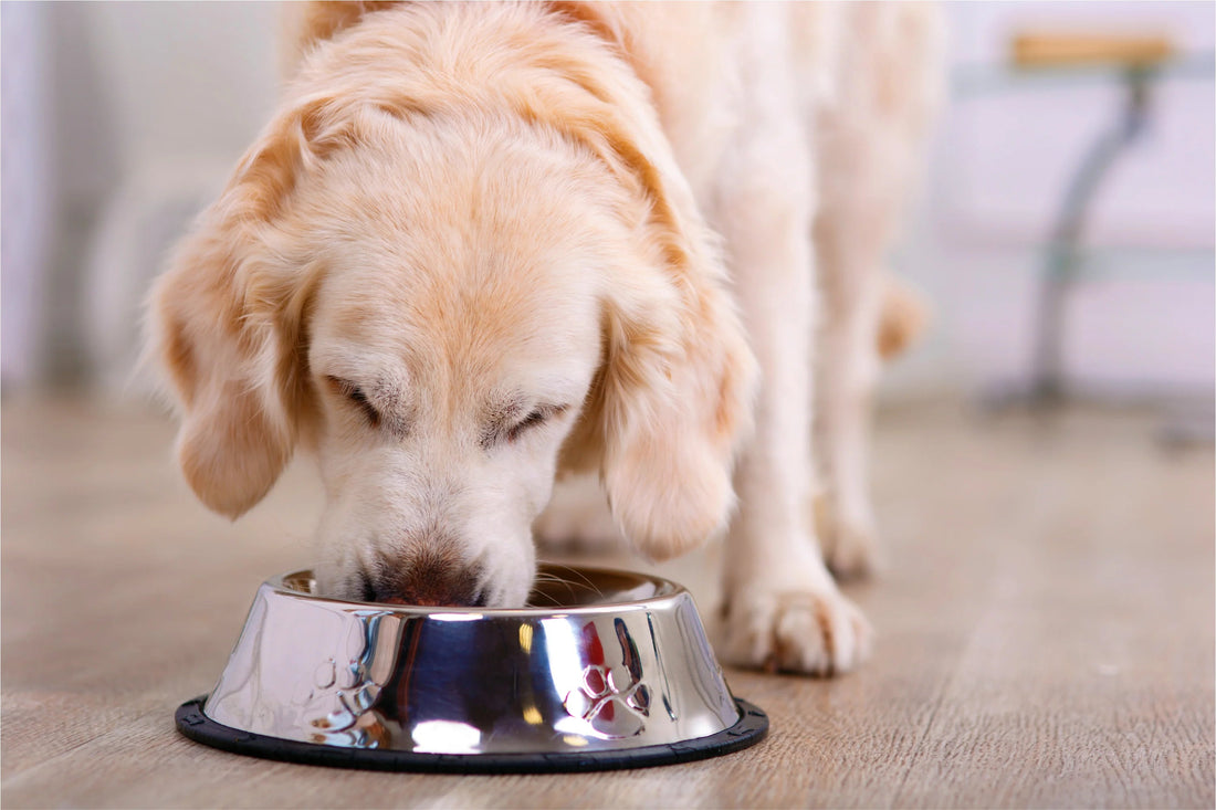 How Much Do I Feed My Cat or Dog_