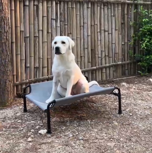 Durable Iron Frame Elevated Pet Bed | Tear-Resistant Textiline Fabric for Large Dogs | Elevated Outdoor Pet Bed
