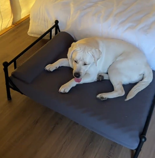 Winter Elevated Dog Bed with Cushion | Iron Frame Pet Cot | Durable, Breathable & Cozy Pet Furniture for Medium & Large Dogs